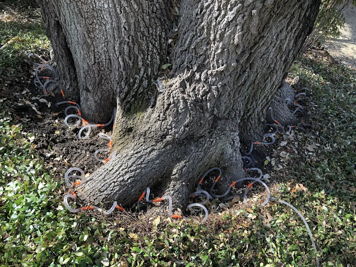 Detailed Tree Cabling and Bracing job site in West Paducah