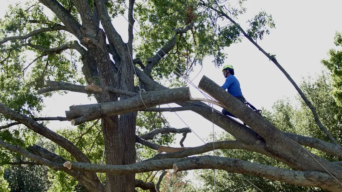 Professional Hazardous Tree Removal performed by certified arborists in West Paducah